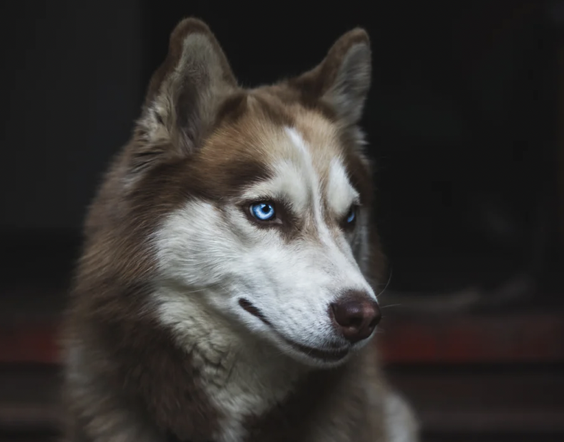 飼ってはいけない犬ランキング 自分に合うわんちゃんを見極める あいらぶぽーぽき