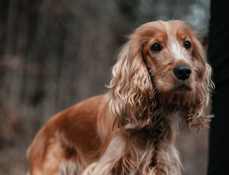 飼ってはいけない犬ランキングtop 10 飼うのが難しい犬種の特徴 あいらぶぽーぽき