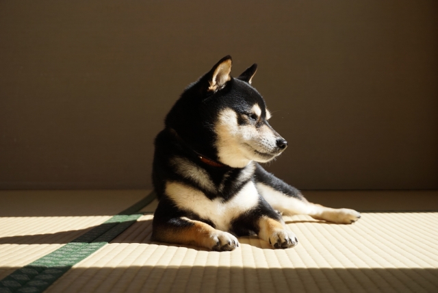 室内犬をケージに入れっぱなしで飼うのはかわいそう ストレスになる あいらぶぽーぽき