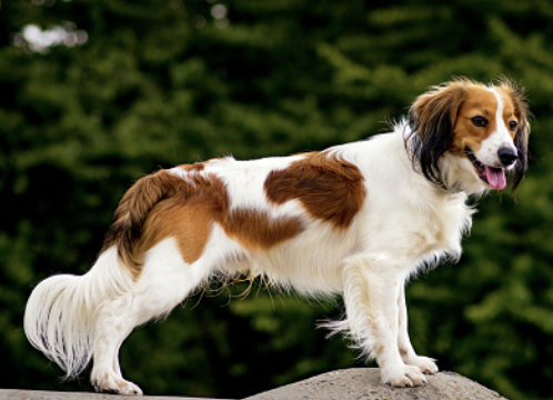 飼ってはいけない小型犬ランキング ちっちゃいけど大変な犬種とは あいらぶぽーぽき